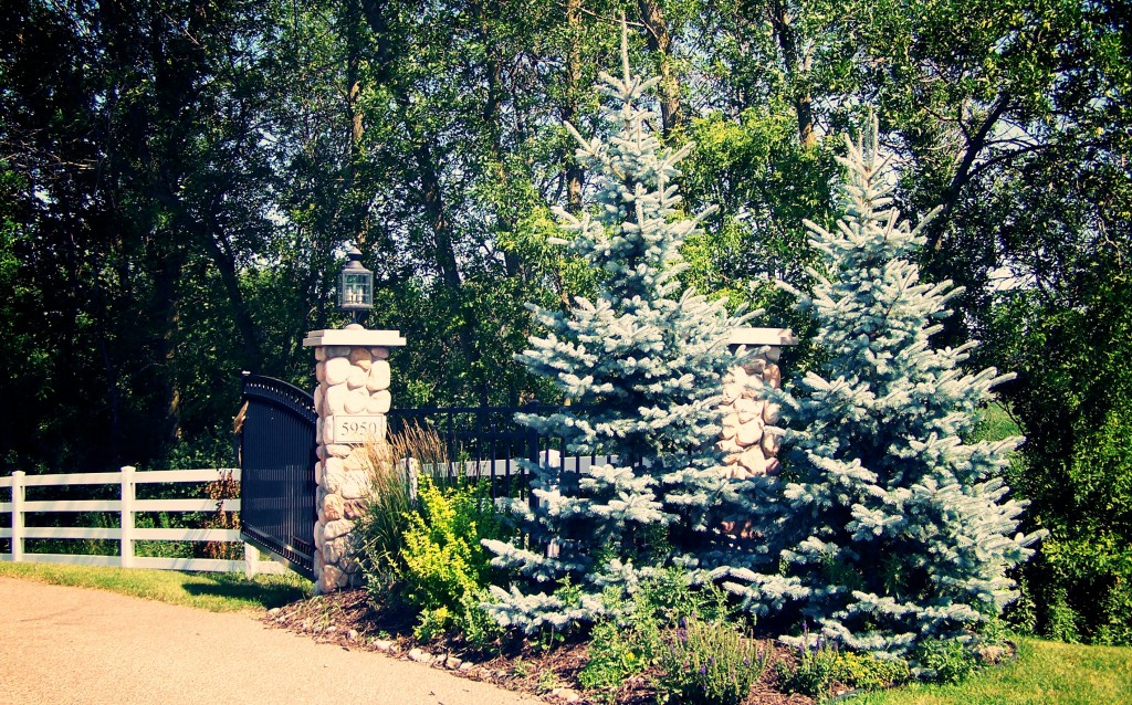 Pictures Of Landscaping With Spruce Trees 93