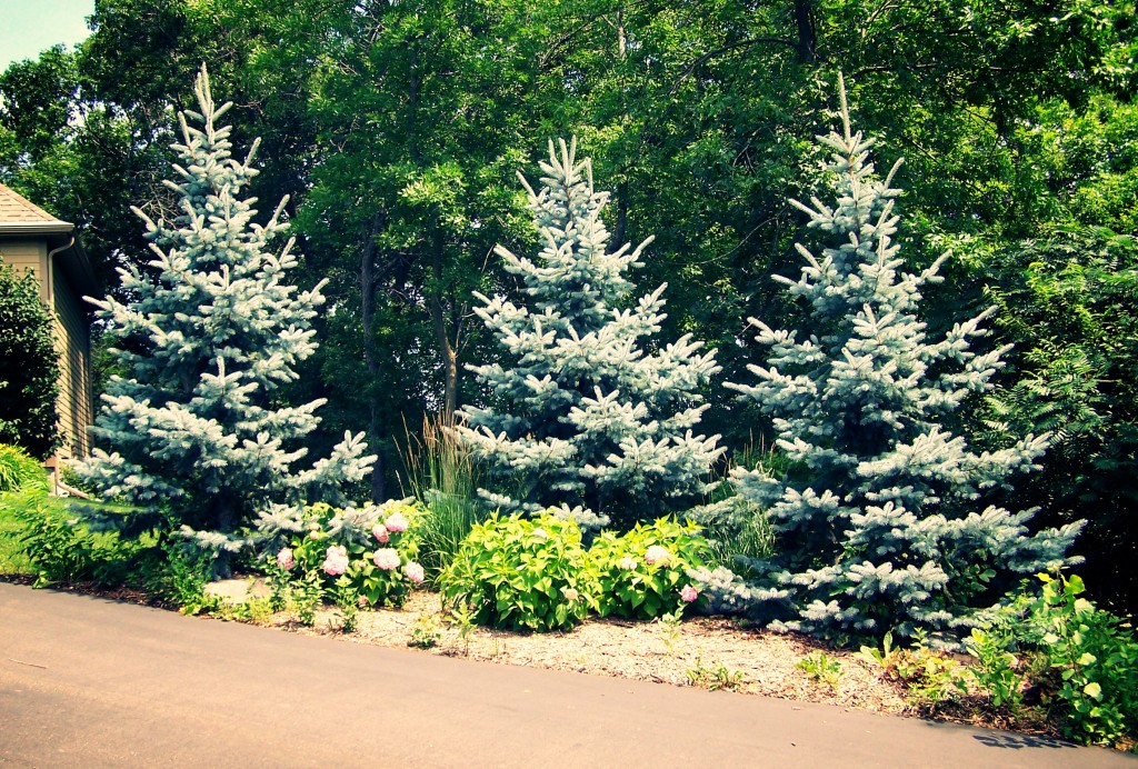 Pictures Of Landscaping With Spruce Trees 85