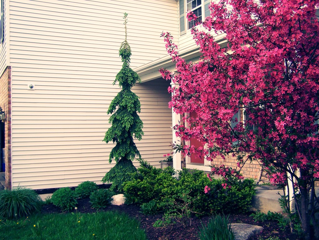 weeping-white-spruce-landscape-maplegrove-mn