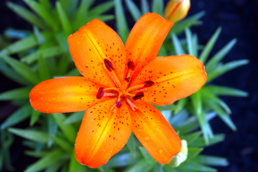 Planting-Perennials-in-the-Fall