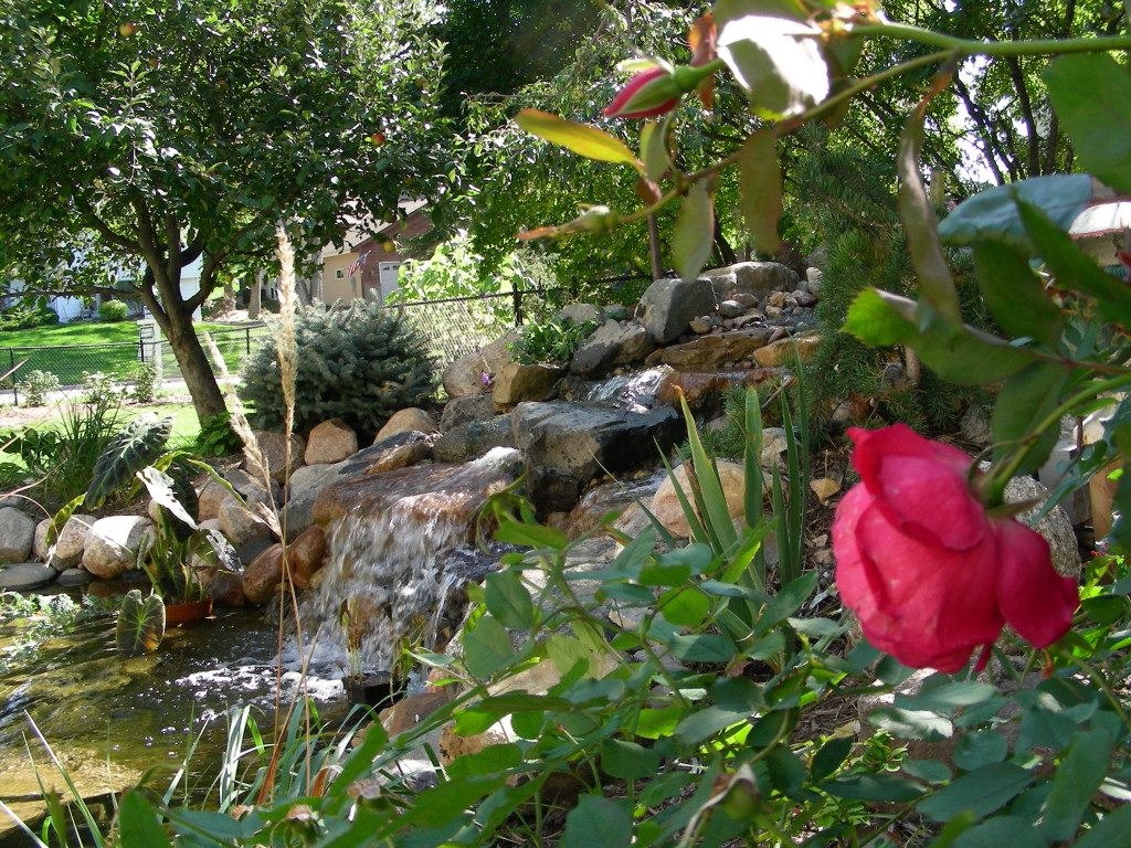 waterfall-water-feature-color-koi-burnsville-mn.org