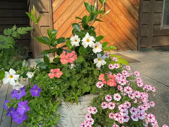 Stone urn planter overflowing with petunias, mandevilla and geraniums by a wooden door