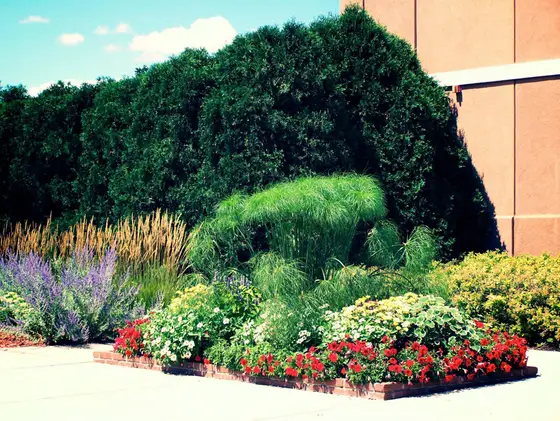 Layered garden bed of ornamental grasses, purple salvia, and red and white annuals edged with brick