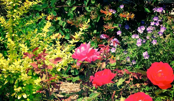 Mixed perennial flower bed with red roses, geraniums, and golden foliage shrubs